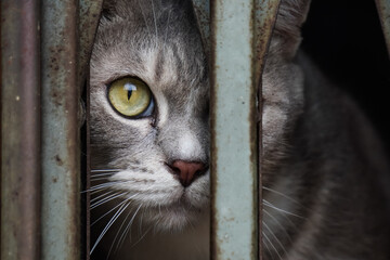 Close up photo of Sharp gaze of a cat's eyes confined within an iron cage, peering out into the...