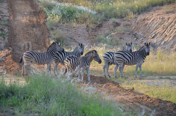 Fototapeta premium Zebra at Sabi Sabi game reserve, South Africa