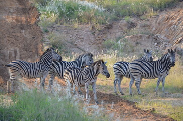 Zebra at Sabi Sabi game reserve, South Africa