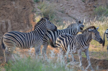 Zebra at Sabi Sabi game reserve, South Africa