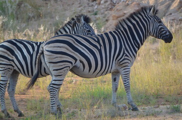Zebra at Sabi Sabi game reserve, South Africa