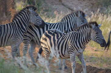 Zebra at Sabi Sabi game reserve, South Africa