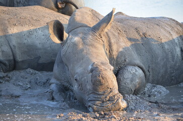 Fototapeta premium White Rhino at Sabi Sabi game reserve, South Africa