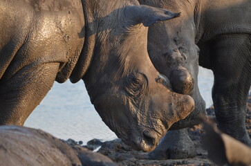 Obraz premium White Rhino at Sabi Sabi game reserve, South Africa