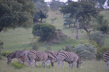 Obraz premium Zebra at Sabi Sabi game reserve, South Africa