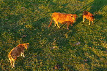 Cows graze on a green pasture in sun. Evening grazing of cows