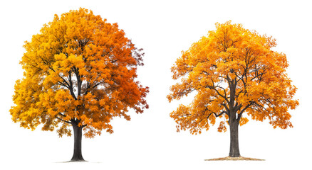 Autumn tree with orange and yellow leaves isolated on transparent or white background