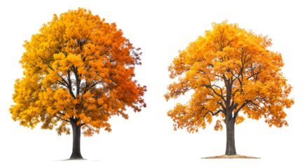 Autumn tree with orange and yellow leaves isolated on transparent or white background