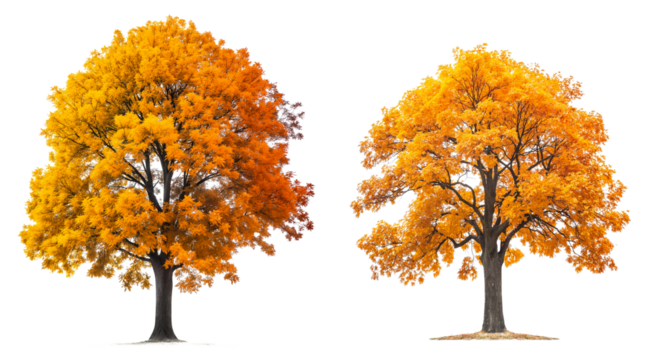 Autumn tree with orange and yellow leaves isolated on transparent or white background