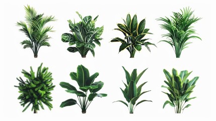 A collection of eight various green houseplants with different leaf patterns and shapes isolated on a white background.