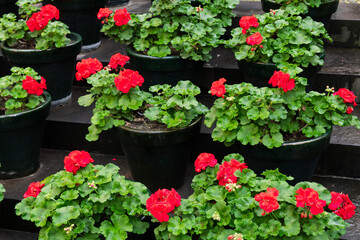 Flowering red geraniums and green leaves in dark plant pots.