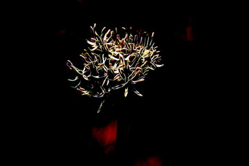 allium in bloom in the garden