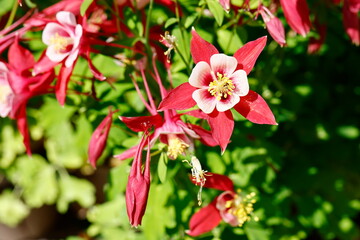 Obraz premium aquilegia flower in bloom in the garden