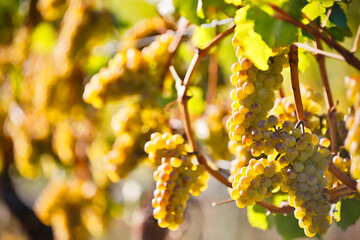 Organic Ripe Chardonnay Grapes Okanagan Valley Vineyard