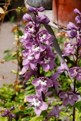 flower in bloom in the garden