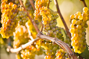 Organic Ripe Chardonnay Grapes Okanagan Valley Vineyard