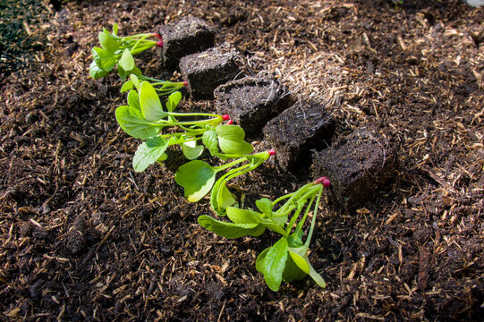 Radieschen (lat. Raphanus sativus var. sativus) junge Pflanzen im Hochbeet - Nahaufnahme / Details