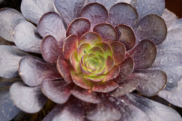 succulent plant in bloom in the vase