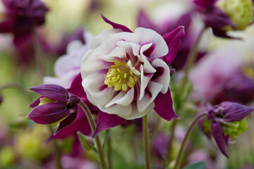 Fototapeta premium aquilegia flower in bloom in the garden