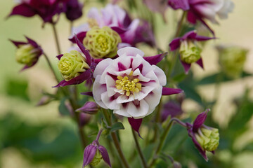 aquilegia flower in bloom in the garden
