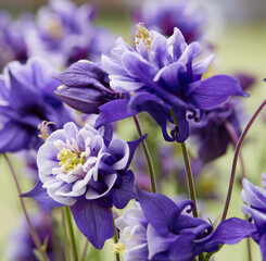 aquilegia flower in bloom in the garden