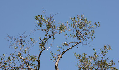 branches of olive