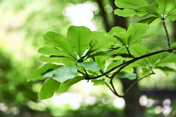 Obraz premium Green leaves background. Selective and soft focus. Copy space. 