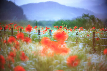 A view full of red poppies along the banks of the riverside. Sunset view of Akyang banks in...