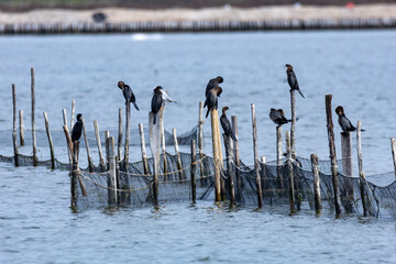 regional park of the little estuary of the great Italian river