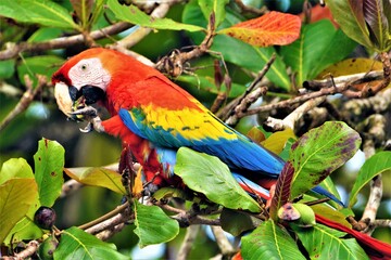 Scarlet macaw (Ara macao) feeding on the tree at Cocalito beach (Drake Bay hiking trail, Costa Rica)
