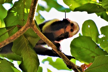 Panamanian white-faced capuchin (Cebus imitator) - a medium-sized monkey of the family Cebidae...