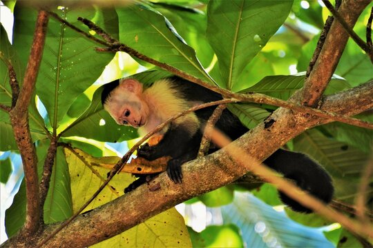 Panamanian white-faced capuchin (Cebus imitator) - a medium-sized monkey of the family Cebidae observed in Cahuita National Park (Limón Province, Costa Rica)