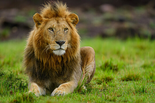 male lion in the wild