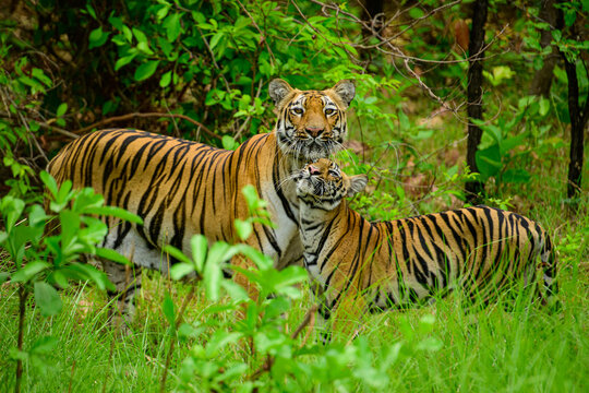 tiger in the wild with its cub in Tadoba Tiger Reserve, India.