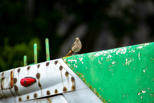 Rouge queue