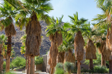 iconic an beautiful park atmosphere in Palm Springs California with a lot of palm trees