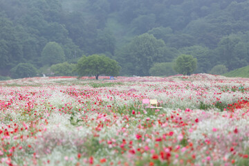 Fototapeta premium A view full of red poppies in a riverside field. Sunset view of Akyang bank in Haman-gun, South Gyeongsang Province, South Korea.