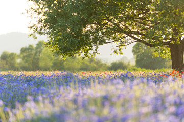 A view full of red poppies in a riverside field. Sunset view of Akyang bank in Haman-gun, South Gyeongsang Province, South Korea.