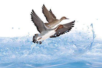 Obraz premium vol et survol de canard pilet au dessus des vague 