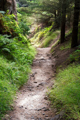 wonderful forest hiking path at the point Reyes national seashore area, california