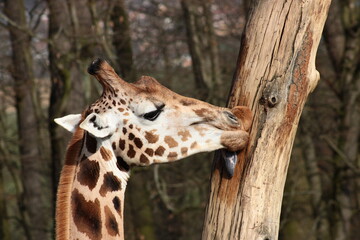 Giraffe, tree