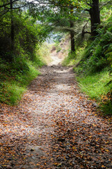 wonderful forest hiking path at the point Reyes national seashore area, california