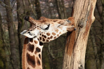 Giraffe, tree