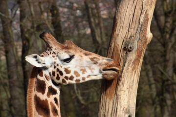 Giraffe, tree