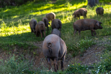 Herd of Iberian pigs, Sus scrofa domestica, Sierra Morena, Sierra Norte de Sevilla, province of...