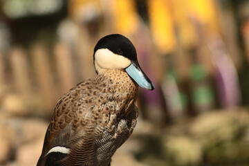Silver teal, brasilia  © Tobiasz