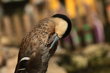 Silver teal, brasilia  © Tobiasz