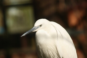 Great egret

