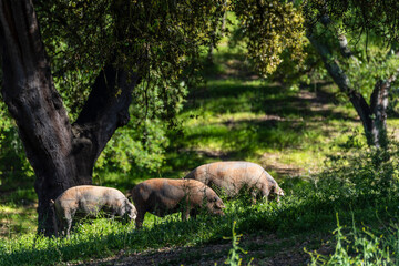 Herd of Iberian pigs, Sus scrofa domestica, Sierra Morena, Sierra Norte de Sevilla, province of Seville, Andalusia