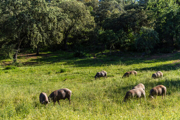 Herd of Iberian pigs, Sus scrofa domestica, Sierra Morena, Sierra Norte de Sevilla, province of Seville, Andalusia